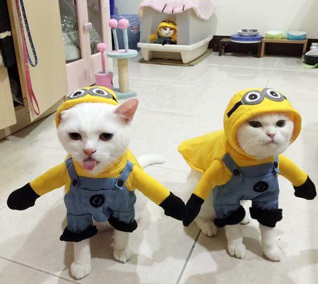 Minion Dog Costume for Halloween Dress Up